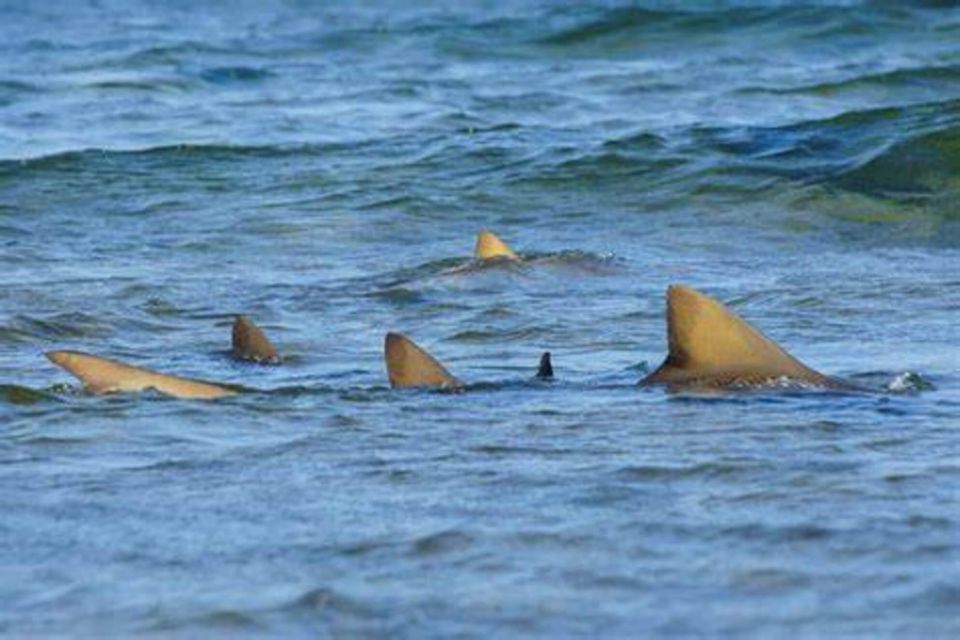 Salt Pans & Lemon Sharks Experience - Safety and Guidelines