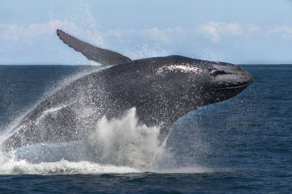 Samana: Bay of Samana Whale Watching Experience - Common questions