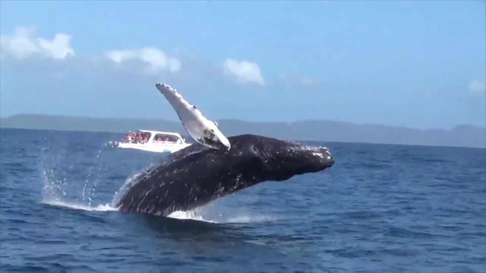 Samana: Guided Day Trip With Buffet Lunch and Whale Watching - Similar Tours