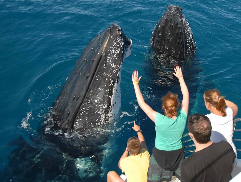 Samana: Half Day Whale Watching Humpback Whale Watching - Customer Reviews