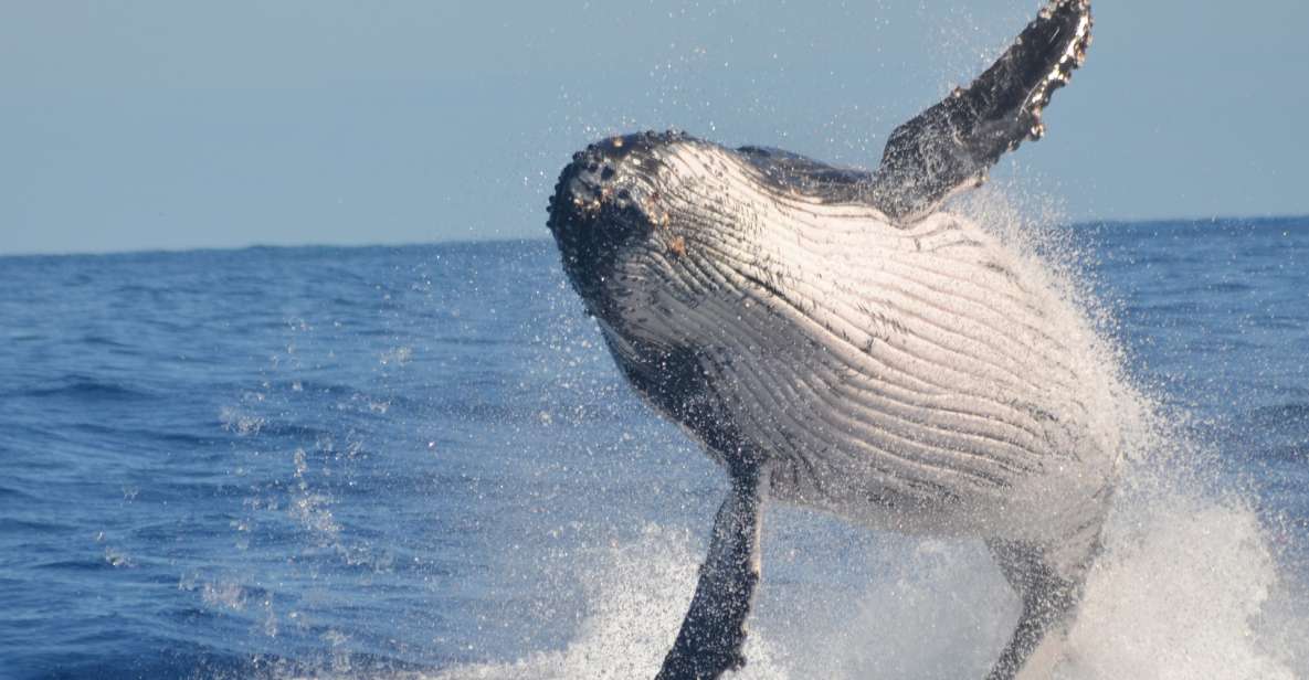Samaná: Whale Watch, Cayo Levantado & Limón Waterfall Tour - Booking Benefits