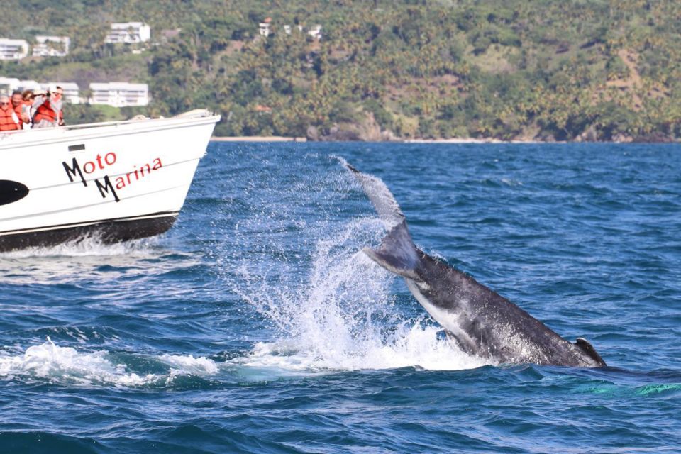 Samana: Whale Watching and Cayo Levantado Full Day Tour - Inclusions