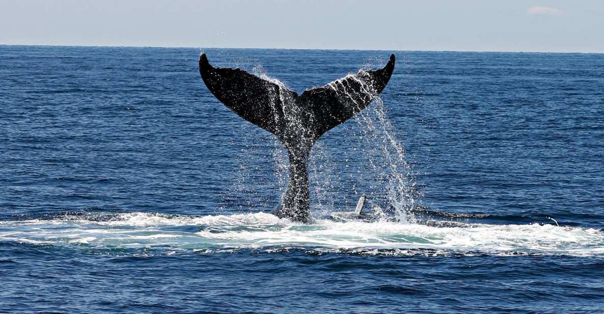 Samaná Whale Watching Expedition: An Unforgettable Excursion - Related Excursions