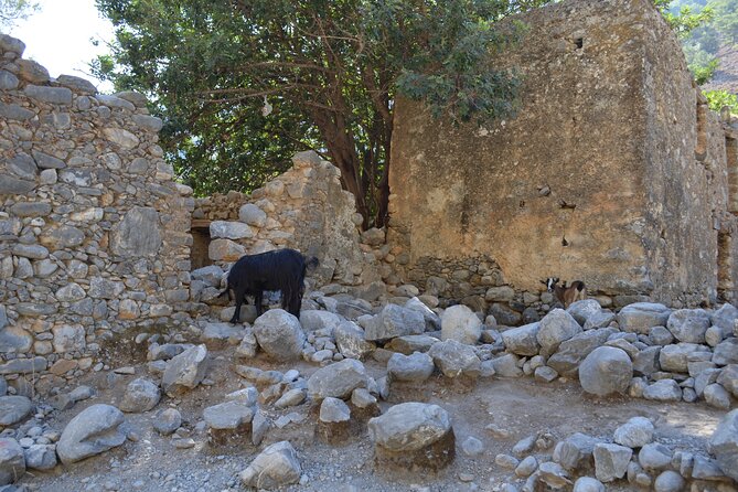 Samaria Gorge From Chania - Traveler Reviews Summary