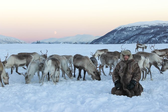 Sami Culture and Short Reindeer Sledding From Tromso - Customer Testimonials