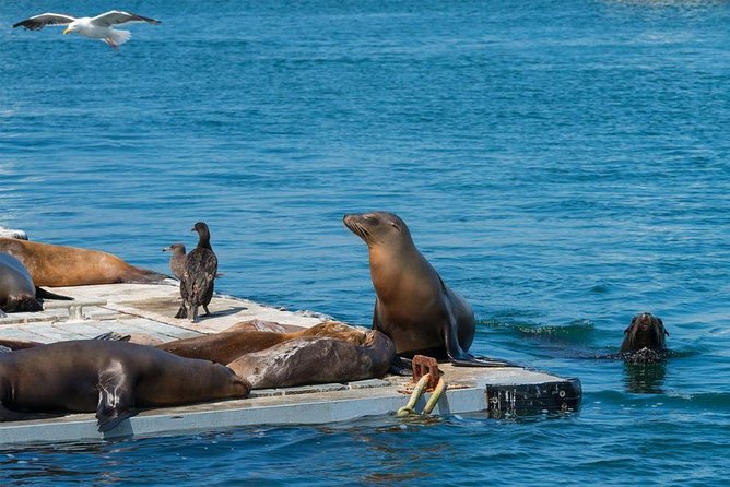 San Diego Seal Tour - Common questions