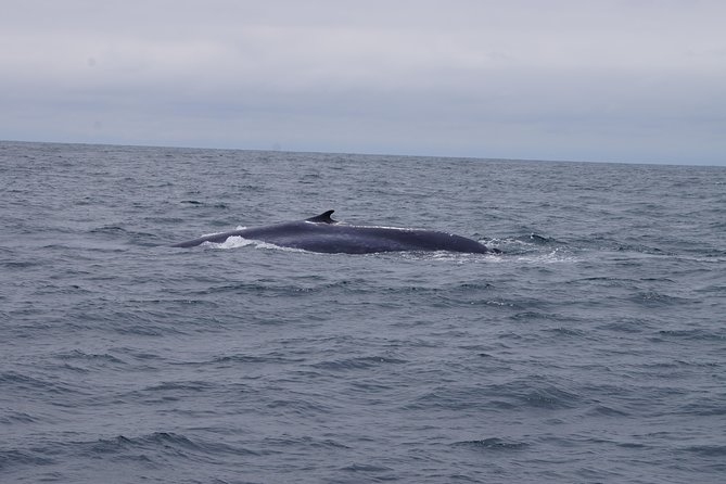 San Diego Whale Watching Cruise - Safety and Service