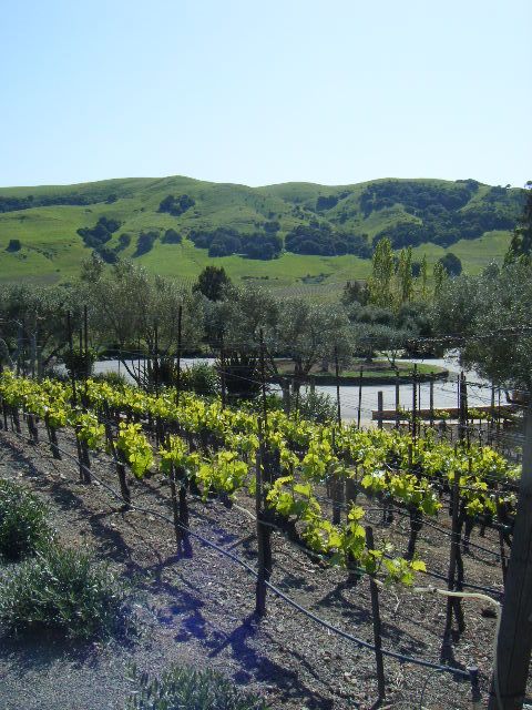 San Francisco: Half-Day Wine Country Tour With Wine Tastings - Customer Selection and Reviews