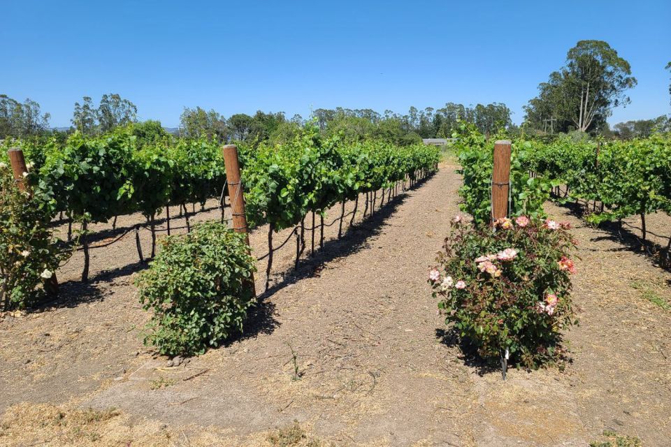 San Francisco: Half-Day Wine Tour With 2 Tastings Included - Booking Information and Specials