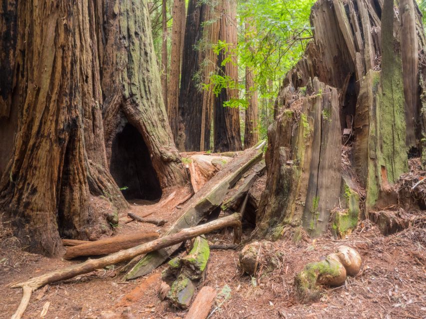 San Francisco: Private Muir Woods and Sausalito Tour - Additional Information