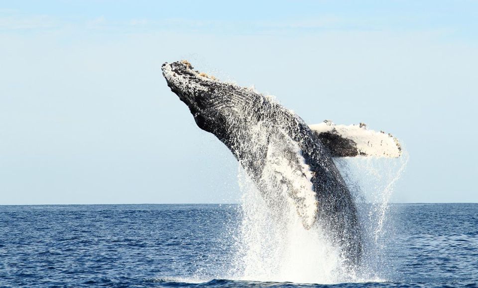 San Jose Del Cabo Private Whale Watching - Whales Behaviors You Might See