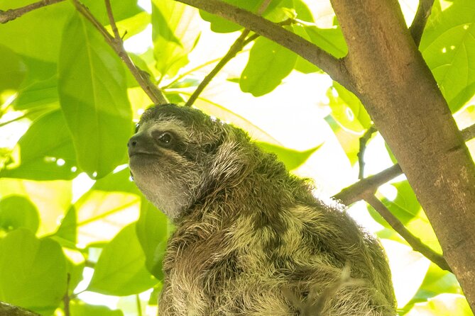 San Jose Walking Nature Tour: Sloths, Birds and Trees - Common questions