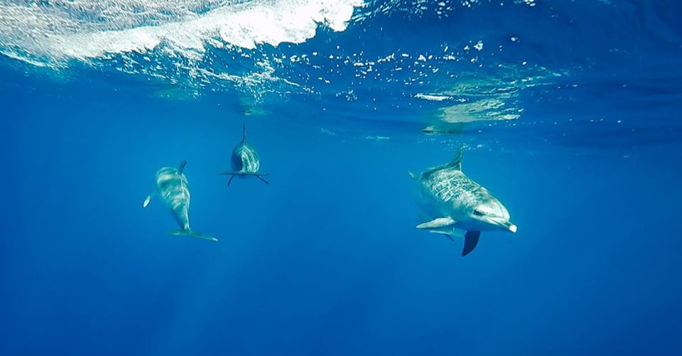 São Miguel: Wild Swimming With Dolphins - Customer Reviews