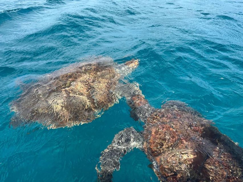 São Vicente: Snorkel With Sea Turtles Adventure - Additional Details