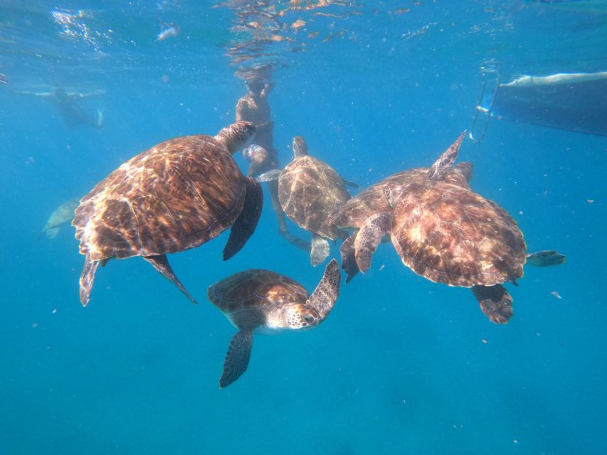 São Vicente: Snorkeling With Turtles Breathtaking Experience - Customer Reviews