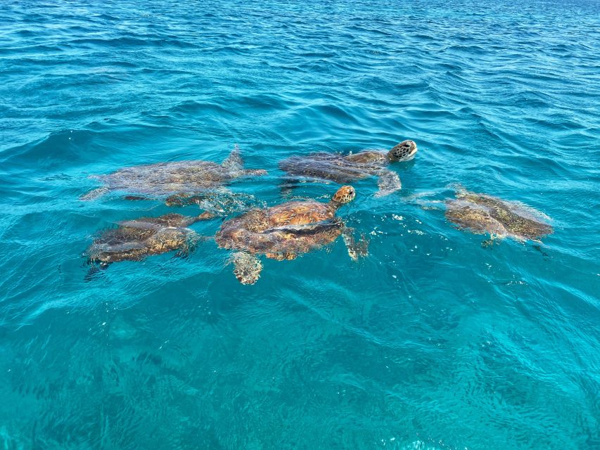 São Vicente: Swimming and Snorkeling Tour With Sea Turtles - Location Details