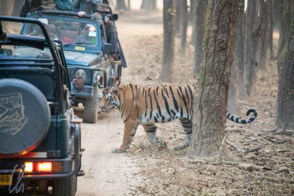 Sawai Madhopur: Ranthambore Guided Safari Trip - Wildlife Encounters