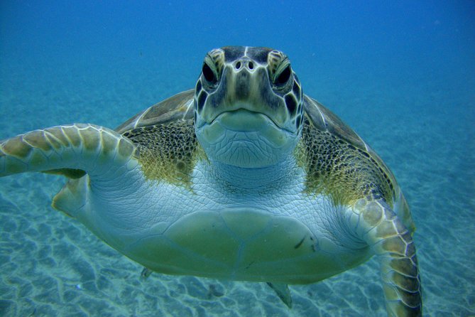 Scuba Dive for Beginners in a Turtle Area in Costa Adeje - Beginner and Family-Friendly Experience