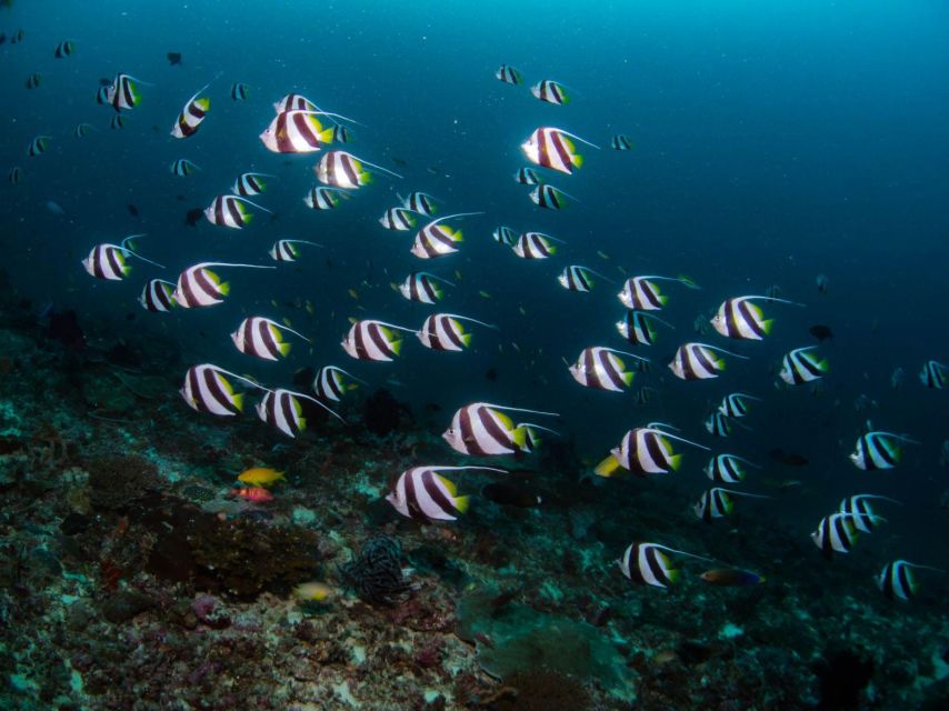 Scuba Diving in Boracay: SSI Advanced OW Certification - Program Details