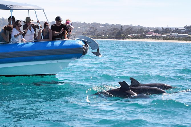 Seal Island Boat Tour From Victor Harbor - Additional Information