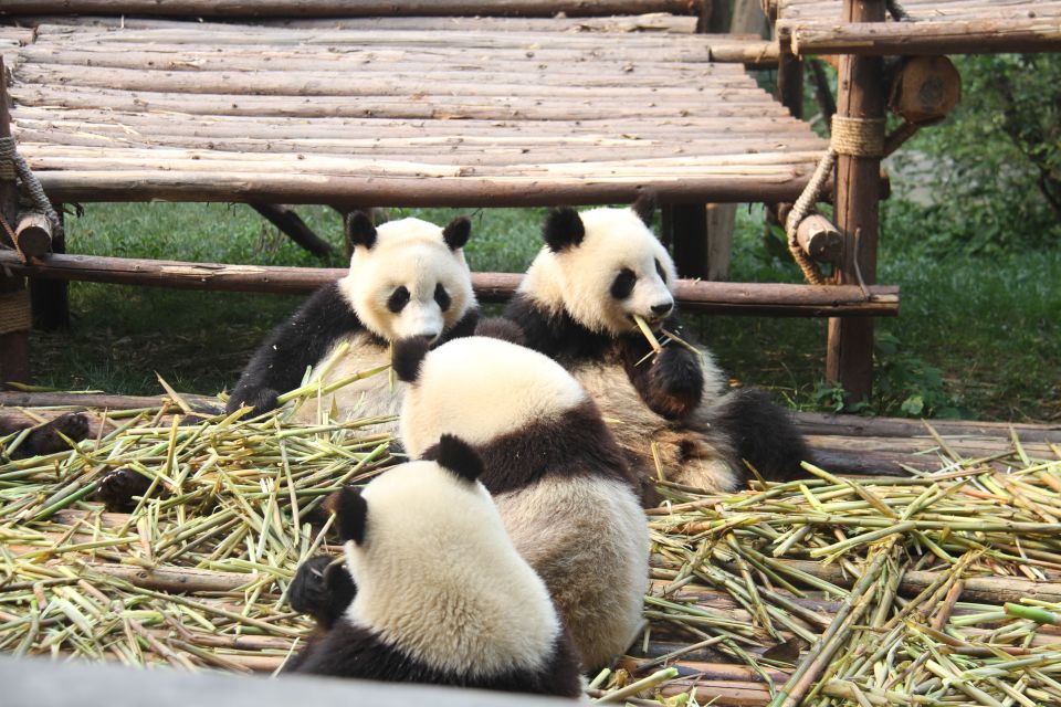 Sechuan: Big Panda Volunteer Day With Feeding and Bathing - Review Summary
