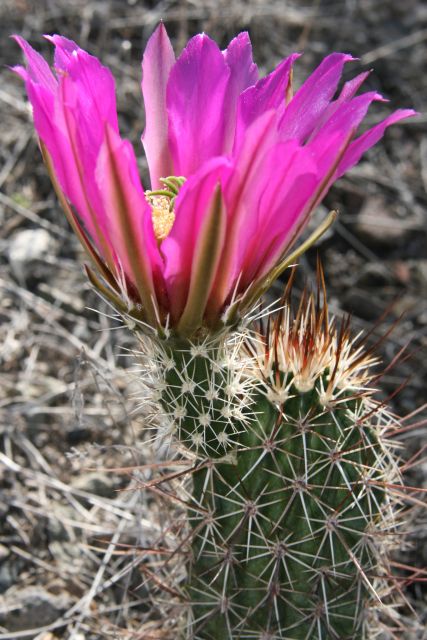 Sedona: 2-Hour Colorado Plateau Scenic Tour - Seasonal Considerations