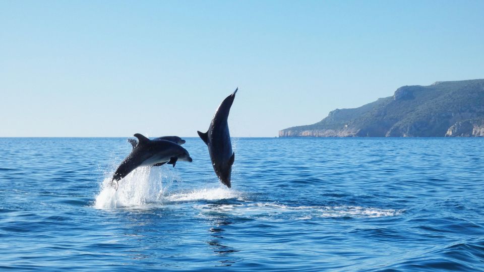 Sesimbra:Private Dolphin Watching Tour Arrábida Natural Park - Logistics and Inclusions