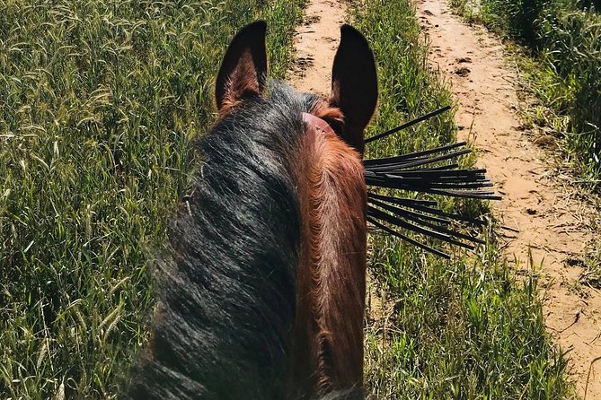 Seville Private Horseback Riding Tour (Mar ) - Farm and Horses