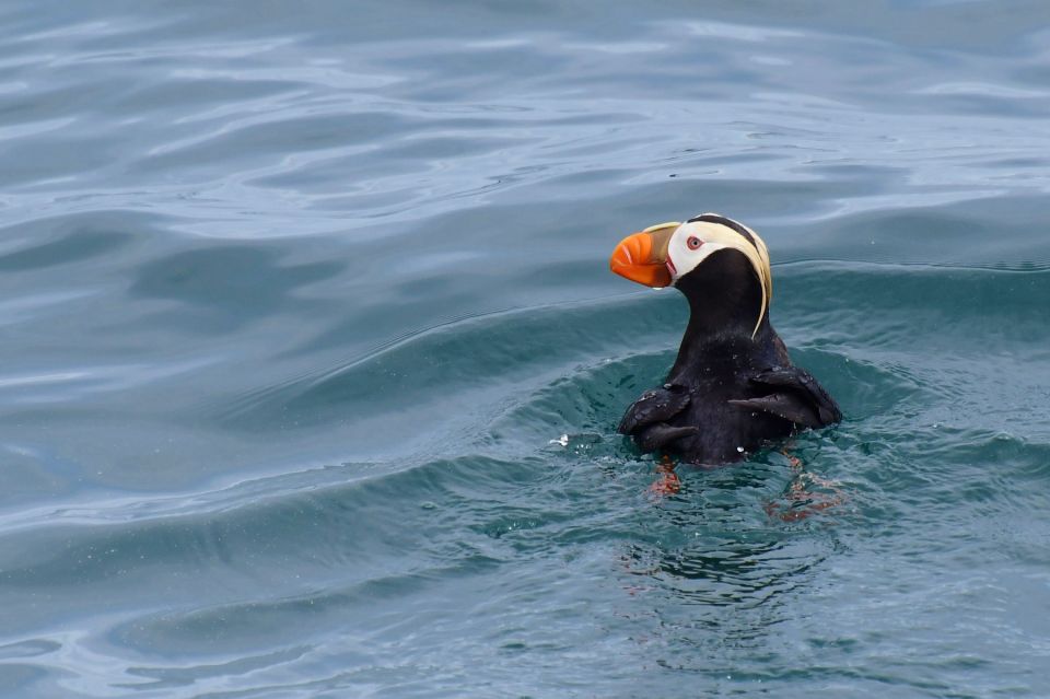 Seward: Resurrection Bay and the Kenai Fjords Orca Cruise - Additional Information