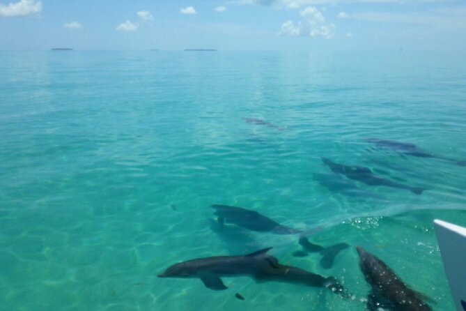 Shallow Water Snorkeling and Dolphin Watching in Key West - Common questions