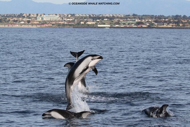 Shared Two-Hour Whale Watching Tour From Oceanside - Coastal Cruise Highlights