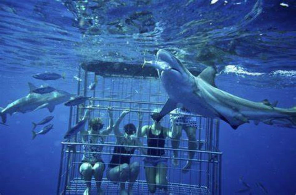 Shark Cage Diving: Full Day Tour Transfer - Cage Details and Safety Measures