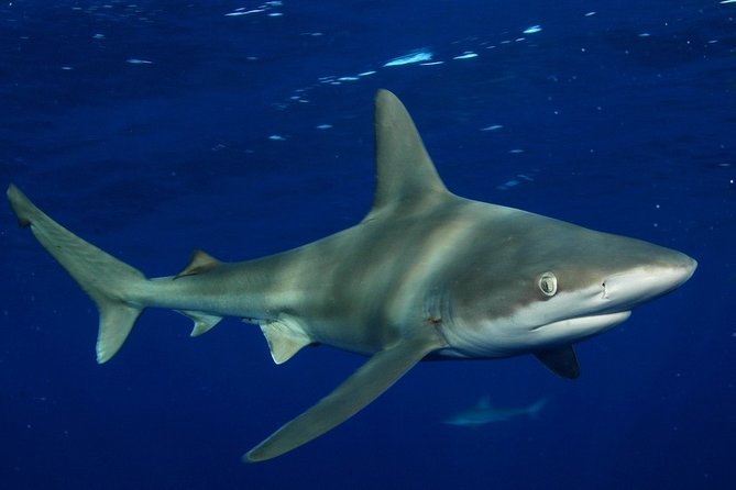 Shark Cage Diving In Oahu - The Wrap Up