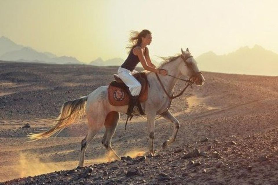 Sharm: Arabian Adventure Horse Ride & Camel Ride W Breakfast - Value for Money and Reviews