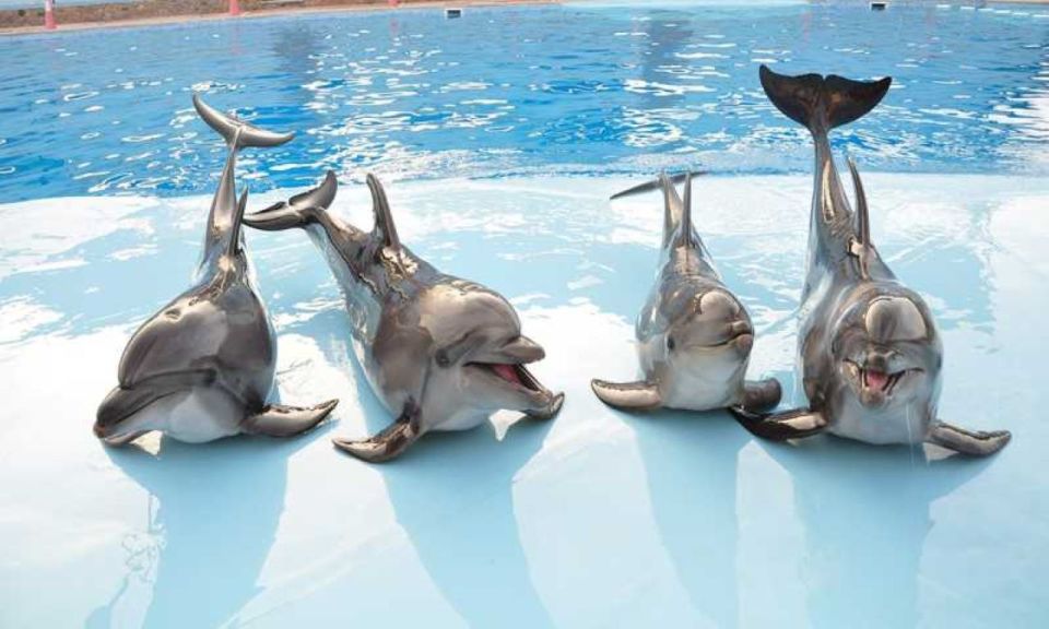 Sharm El-Sheikh: Dolphin Show & Optional Swimming W/Dolphins - Customer Reviews