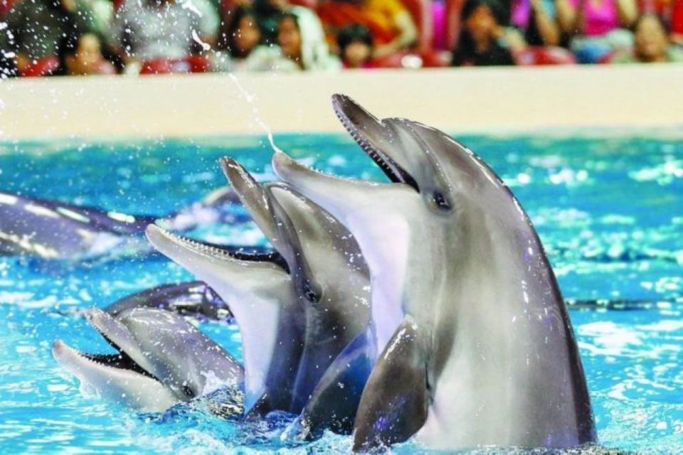 Sharm El-Sheikh: Dolphin Show & Optional Swimming W/Dolphins - Host and Language Support