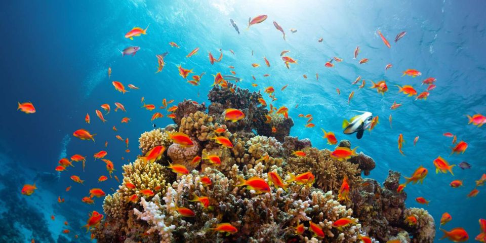 Sharm El-Sheikh Port to Ras Mohamed National Park by Car - Snorkeling Adventure