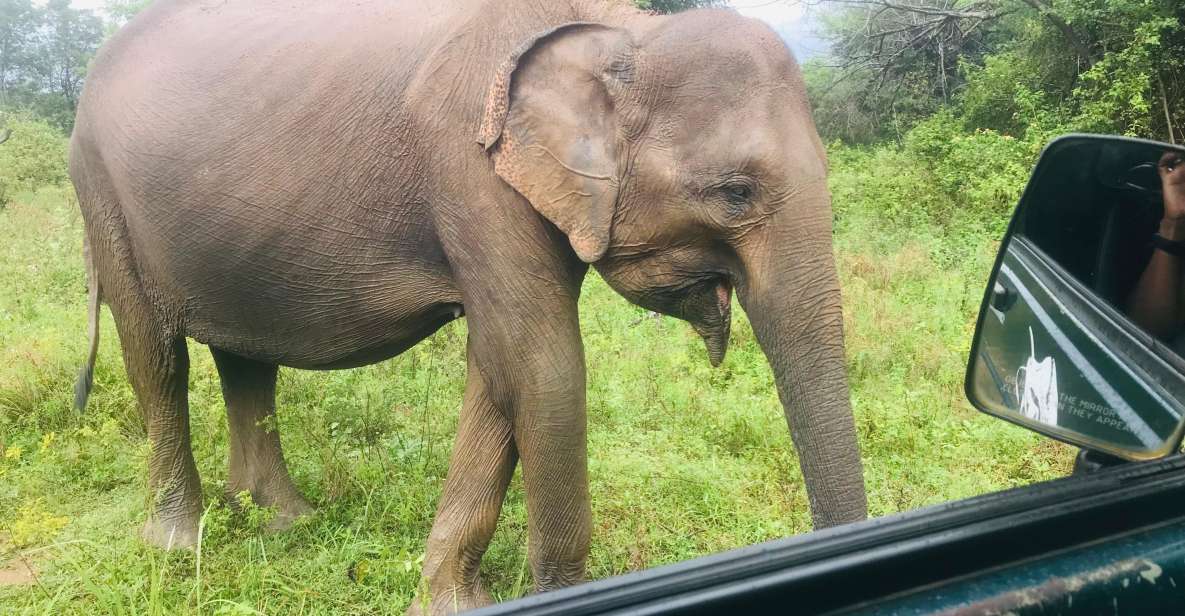 She Is Going on a Udawalawe Safari - Highlights