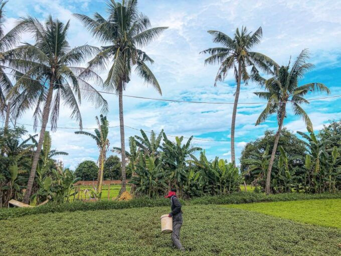 Siem Reap: Countryside Tour - Tour Highlights and Inclusions