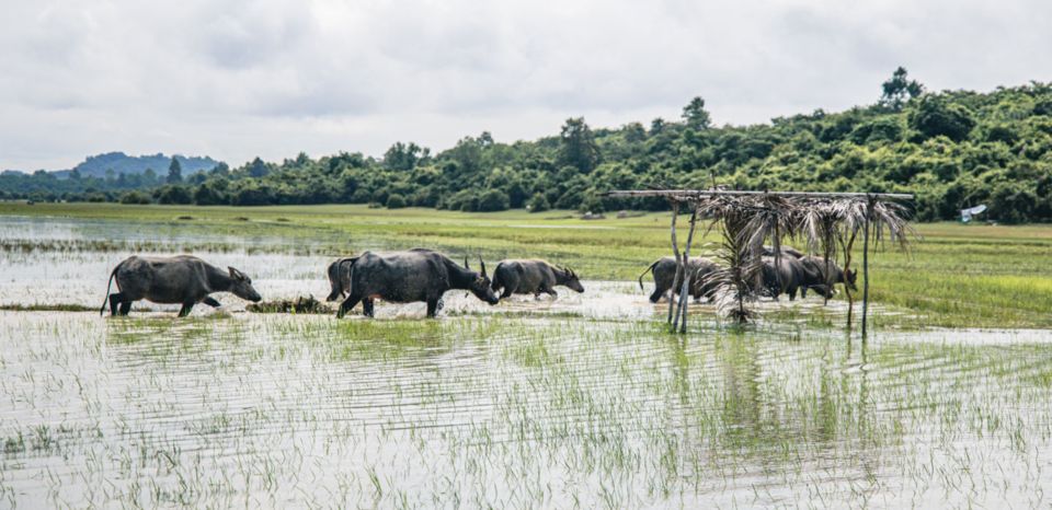 Siem Reap: Morning Countryside Jeep Tour - Customer Review