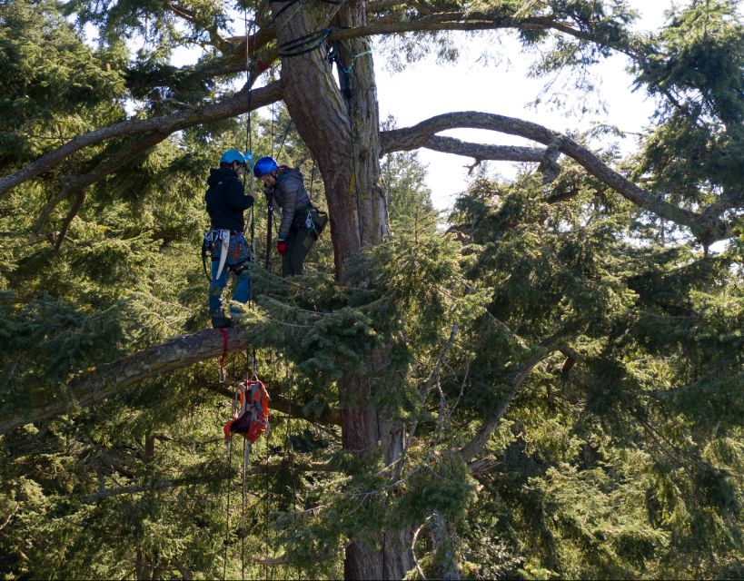 Silver Falls: Old-Growth Tree Climbing Adventure - Meeting Location