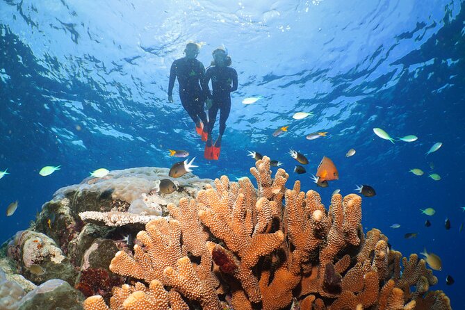 Silversonic Outer Great Barrier Reef Dive and Snorkel Cruise From Port Douglas - Cancellation Policy