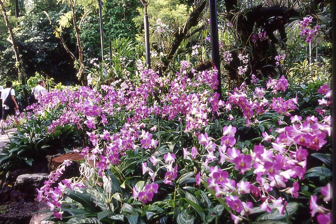 Singapore: National Orchid Garden Admission Ticket - Visitor Reviews and Ratings