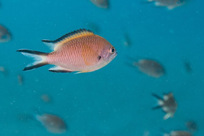 Single Scuba Try-Dive in Puerto Del Carmen - Small Groups - 2 Hours - Additional Information