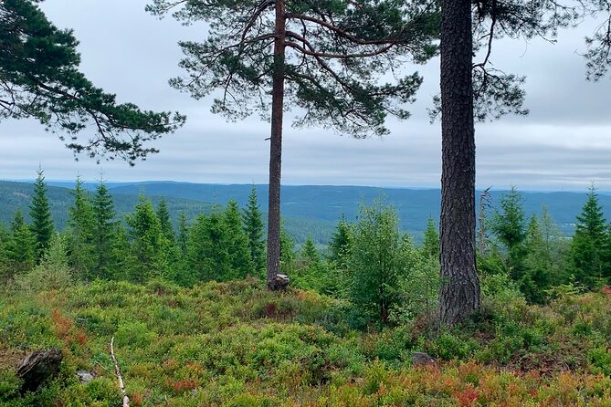 Skjennungen Forest Hiking Adventure (Mar ) - Inclusions and Services