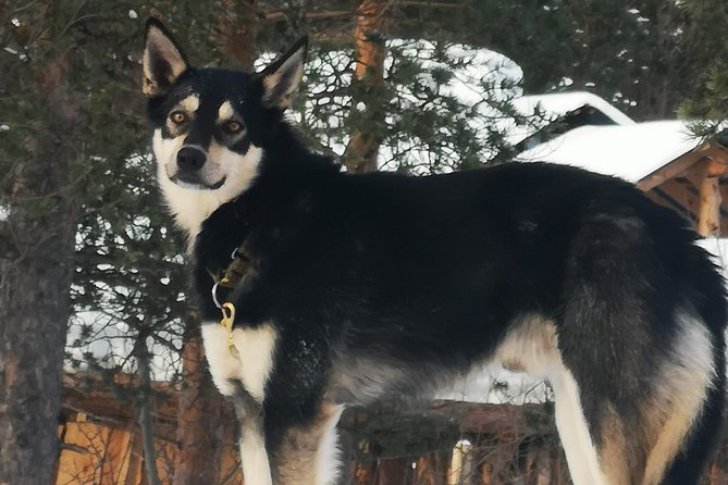 Sled Trip With Husky in the Alta Valley - Visitor Experiences and Highlights