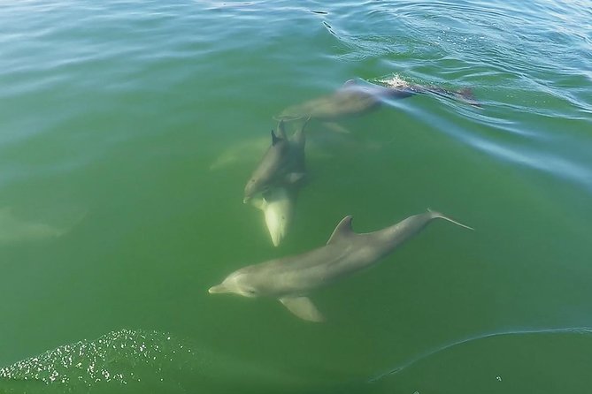 Small Group 2 Hour Dolphin Cruise With Snorkeling to Shell Key - Common questions