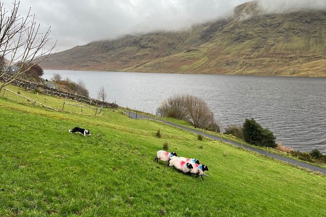 Small Group Aughnanure Castle, Sheepdog Demo & Connemara Tour - Weather and Traveler Requirements