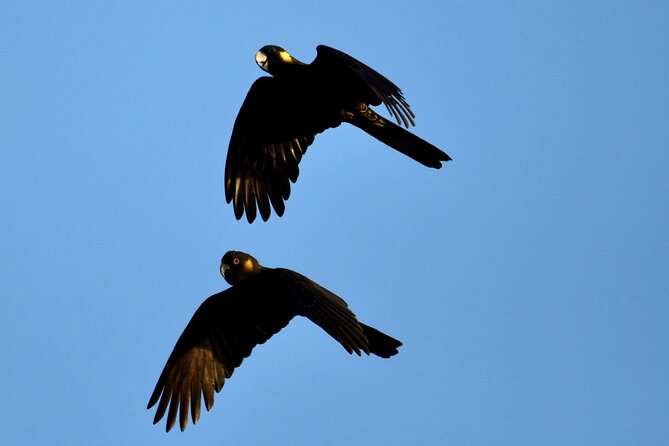 Small-Group Birdwatching Tour, Sydney's Northern Beaches  - New South Wales - Additional Information