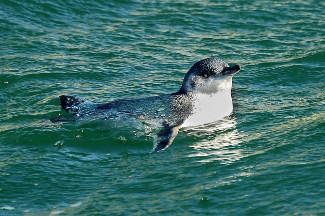 Small-Group Dunedin Wildlife Cruise - Cancellation Policy and Customer Feedback